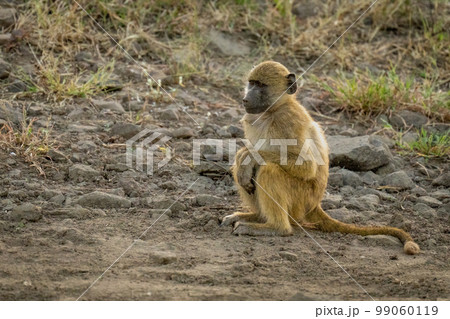 Chacma baboon sits putting paws on knees Chacma baboon sits putting paws on knees 99060119