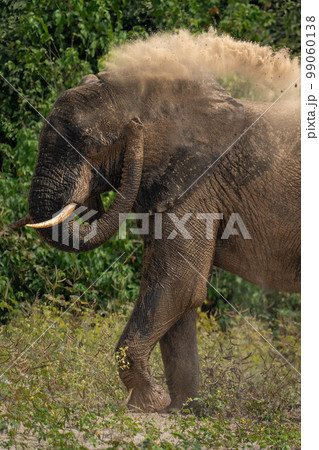 Close-up of African elephant having dust bath Close-up of African elephant having dust bath 99060138