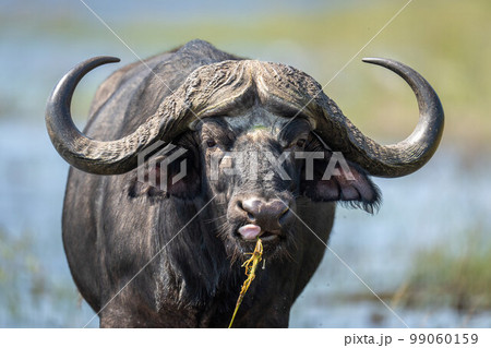 Close-up of Cape buffalo standing eating grass Close-up of Cape buffalo standing eating grass 99060159