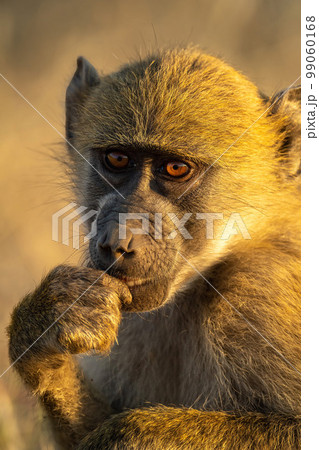 Close-up of chacma baboon sitting touching mouth 99060168