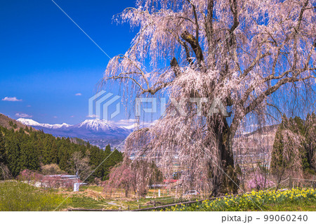 【長野県・高山村】水中のしだれ桜・高山五大桜 4月 【長野県・高山村】水中のしだれ桜・高山五大桜 4月 99060240