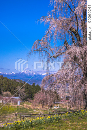【長野県･高山村】水中のしだれ桜・高山五大桜 4月 99060245