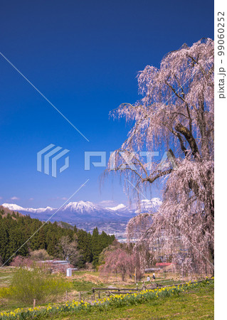 【長野県･高山村】水中のしだれ桜・高山五大桜 4月 99060252