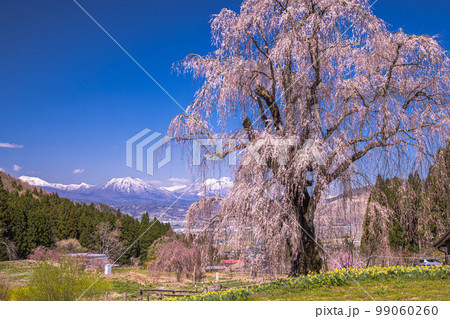 【長野県・高山村】水中のしだれ桜・高山五大桜 4月 【長野県・高山村】水中のしだれ桜・高山五大桜 4月 99060260