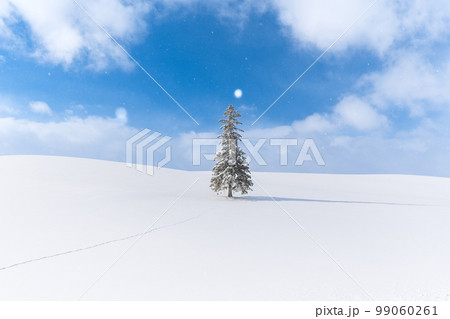 晴れの中、雪降る美瑛の冬景色 クリスマスツリーの木 晴れの中、雪降る美瑛の冬景色 クリスマスツリーの木 99060261