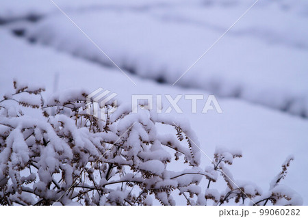 枯れた赤ジソに付着した雪　1月 99060282