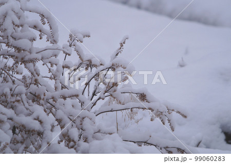 枯れた赤ジソに付着した雪 1月 枯れた赤ジソに付着した雪 1月 99060283