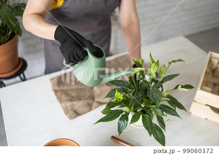 Gardening home. Close-up female replanting and watering green plant from watering can in home. Potted green plants at home, home jungle, floral decor. Florist shop concept Gardening home. Close-up female replanting and watering green plant from watering can in home. Potted green plants at home, home jungle, floral decor. Florist shop concept 99060372