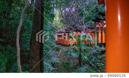 京都の伏見稲荷大社の鳥居の風景 99060526