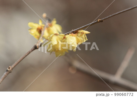 蝋梅の花　ろうばい　ロウバイ 99060772