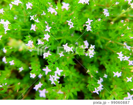 雑草の花・ハナヤエムグラ2 99060887
