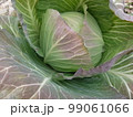 霜に当たった冬キャベツ3 99061066