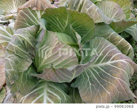 霜に当たった冬キャベツ5 99061068