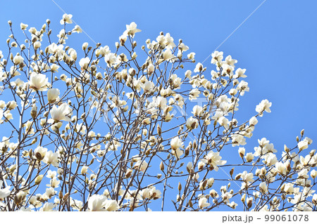 ハクモクレン(白木蓮) ハクモクレン(白木蓮) 99061078