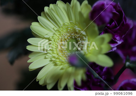 室内に飾った黄色いガーベラの花 室内に飾った黄色いガーベラの花 99061096