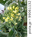 野菜の花・茎ブロッコリー2 99061132