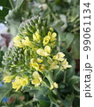 野菜の花・茎ブロッコリー4 99061134