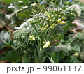 野菜の花・茎ブロッコリー6 99061137