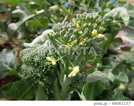 野菜の花・茎ブロッコリー6 野菜の花・茎ブロッコリー6 99061137