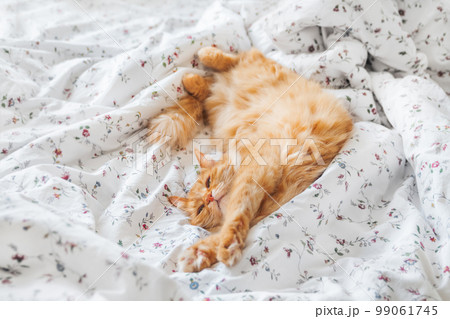 Cute ginger cat sleeps in bed. Fluffy pet lies belly up on white linen. Comfort place for domestic animal to relax. Cute ginger cat sleeps in bed. Fluffy pet lies belly up on white linen. Comfort place for domestic animal to relax. 99061745