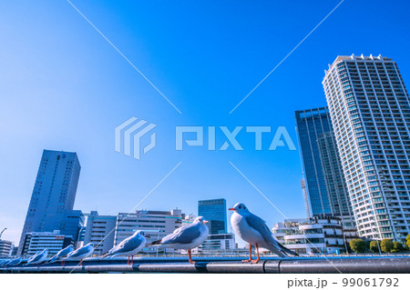 日本の横浜都市景観 横浜新風景・JR横浜タワーや横浜駅、横浜ベイクォーター。かわいいユリカモメも鎮座 99061792