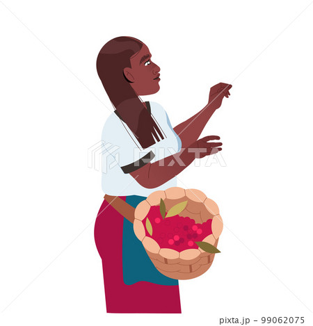 Woman with Wicker Basket Harvesting Coffee Crop Picking Ripe Red Berry Vector Illustration 99062075