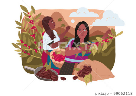 Woman Harvesting Coffee Crop Picking Ripe Red Berry from Branch Vector Illustration 99062118