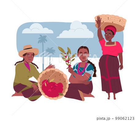 Woman with Basket Harvesting Coffee Crop Picking Ripe Red Berry from Branch Vector Illustration 99062123