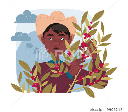 Man in Hat Harvesting Coffee Crop Picking Ripe Red Berry from Branch Vector Illustration 99062124