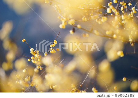 松田町の満開のロウバイ 99062388