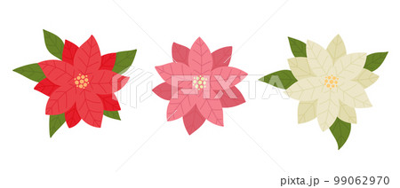 Poinsettia flowers set. Collection of traditional hand drawn Christmas plants. 99062970
