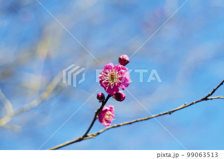 青空の梅の花 99063513