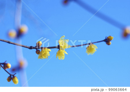 青空のロウバイの花 青空のロウバイの花 99063664