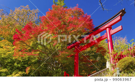 高尾山薬王院の鳥居と紅葉 / Mt. Takao, Tokyo 99063967