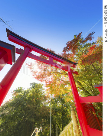 高尾山薬王院の鳥居と紅葉 / Mt. Takao, Tokyo 99063996