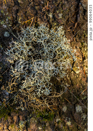 A close-up view of the Cladonia rangiferina, also known as reindeer lichen A close-up view of the Cladonia rangiferina, also known as reindeer lichen 99064035