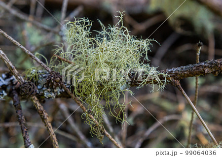 Usnea barbata ,old man's beard, or beard lichen growing naturally on turkey oak tree in Florida, natural antiobiotic. Usnea barbata ,old man's beard, or beard lichen growing naturally on turkey oak tree in Florida, natural antiobiotic. 99064036