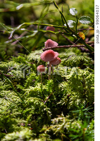Inedible mushroom Mycena rosella in the spruce forest. Known as pink bonnet. Wild mushrooms growing in the moss Inedible mushroom Mycena rosella in the spruce forest. Known as pink bonnet. Wild mushrooms growing in the moss 99064037