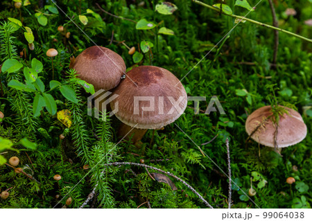 Tricholoma imbricatum, Matt knight mushroom in the autumn forest 99064038