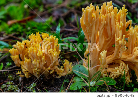 yellow edible coral mushroom Ramaria flava mushroom in the forest, close-up 99064048