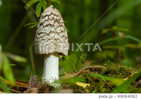 Coprinopsis picacea is a species of fungus in the family Psathyrellaceae 99064082