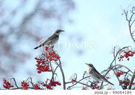 ツグミ 99064184