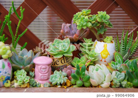 多肉植物の寄植え 多肉植物の寄植え 99064906