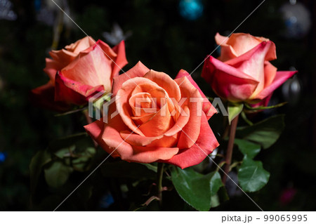 Blooming rose flowers with bright red-orange petals. Blooming rose flowers with bright red-orange petals. 99065995