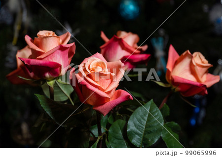 Blooming rose flowers with bright red-orange petals. Blooming rose flowers with bright red-orange petals. 99065996