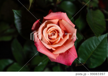 Blooming rose flowers with bright red-orange petals. Blooming rose flowers with bright red-orange petals. 99065997