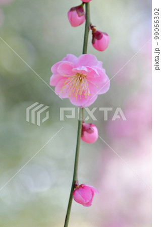 ピンク色の梅の花(しだれ梅 名古屋市農業センター 愛知県 名古屋市) ピンク色の梅の花(しだれ梅 名古屋市農業センター 愛知県 名古屋市) 99066302