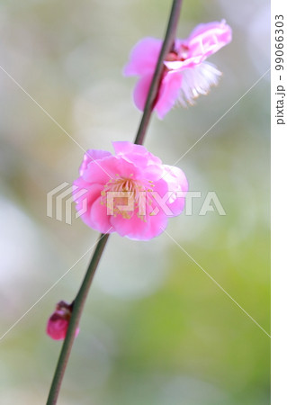 ピンク色の梅の花(しだれ梅 名古屋市農業センター 愛知県 名古屋市) ピンク色の梅の花(しだれ梅 名古屋市農業センター 愛知県 名古屋市) 99066303