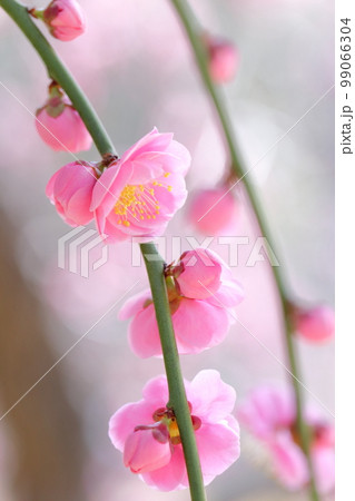 ピンク色の梅の花(しだれ梅 名古屋市農業センター 愛知県 名古屋市) ピンク色の梅の花(しだれ梅 名古屋市農業センター 愛知県 名古屋市) 99066304