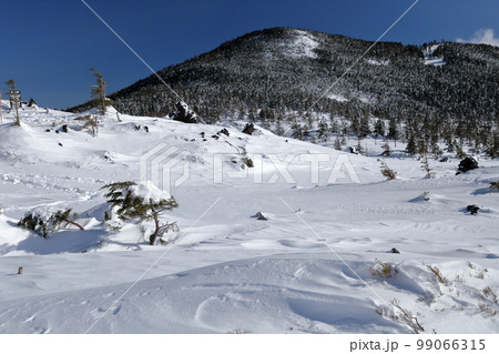 雪景色(北横岳 坪庭自然園 長野県 茅野市) 雪景色(北横岳 坪庭自然園 長野県 茅野市) 99066315